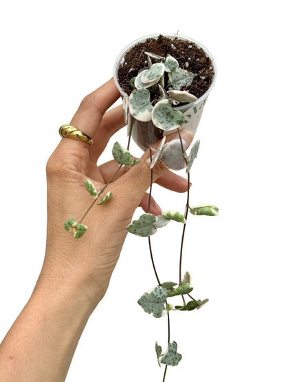 Ceropegia Woodii variegata - plantandstories