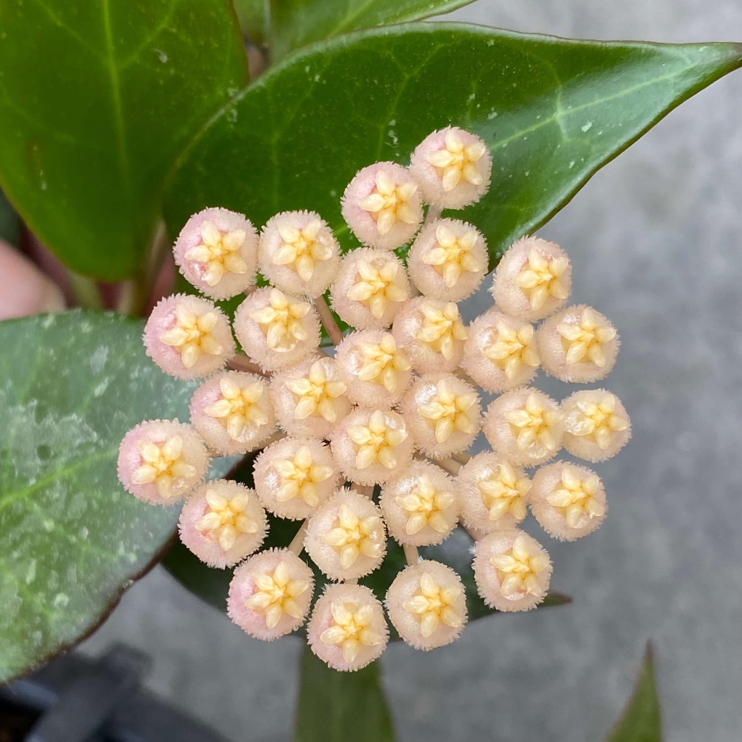 Un groupe de fleurs de Hoya Sunrise aux pétales blanc rosé et au cœur jaune clair, sur fond de feuilles vertes
