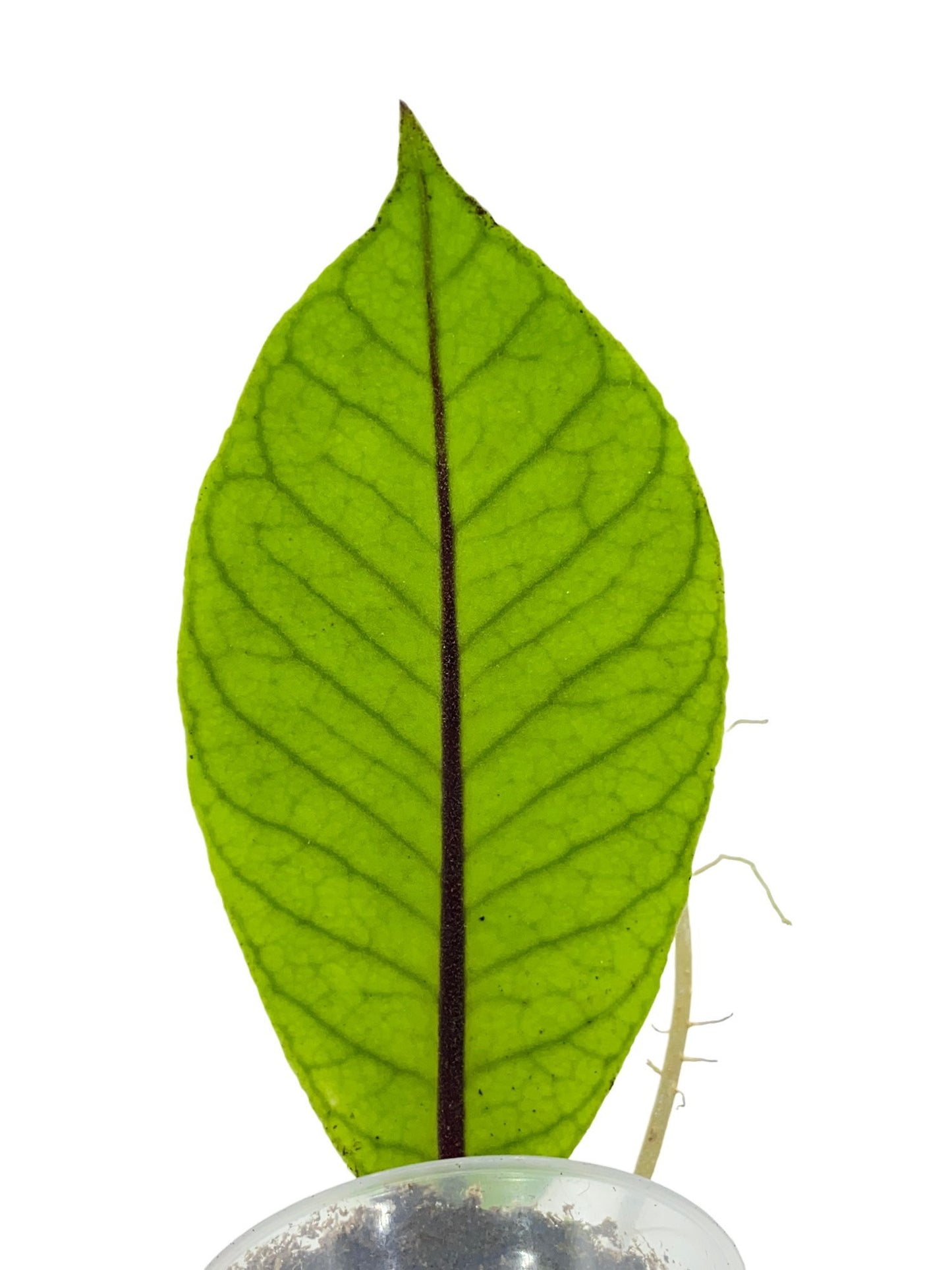 Hoya sp Sabah EPC-961