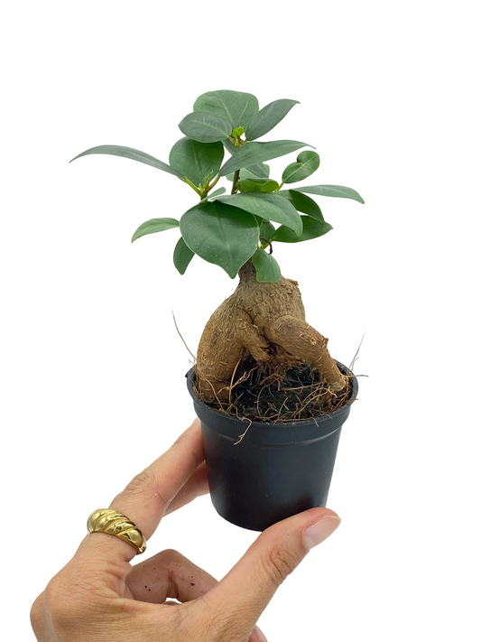 Bonsaï Ficus Ginseng aux racines aériennes épaisses et petites feuilles vertes dans son pot en plastique noir