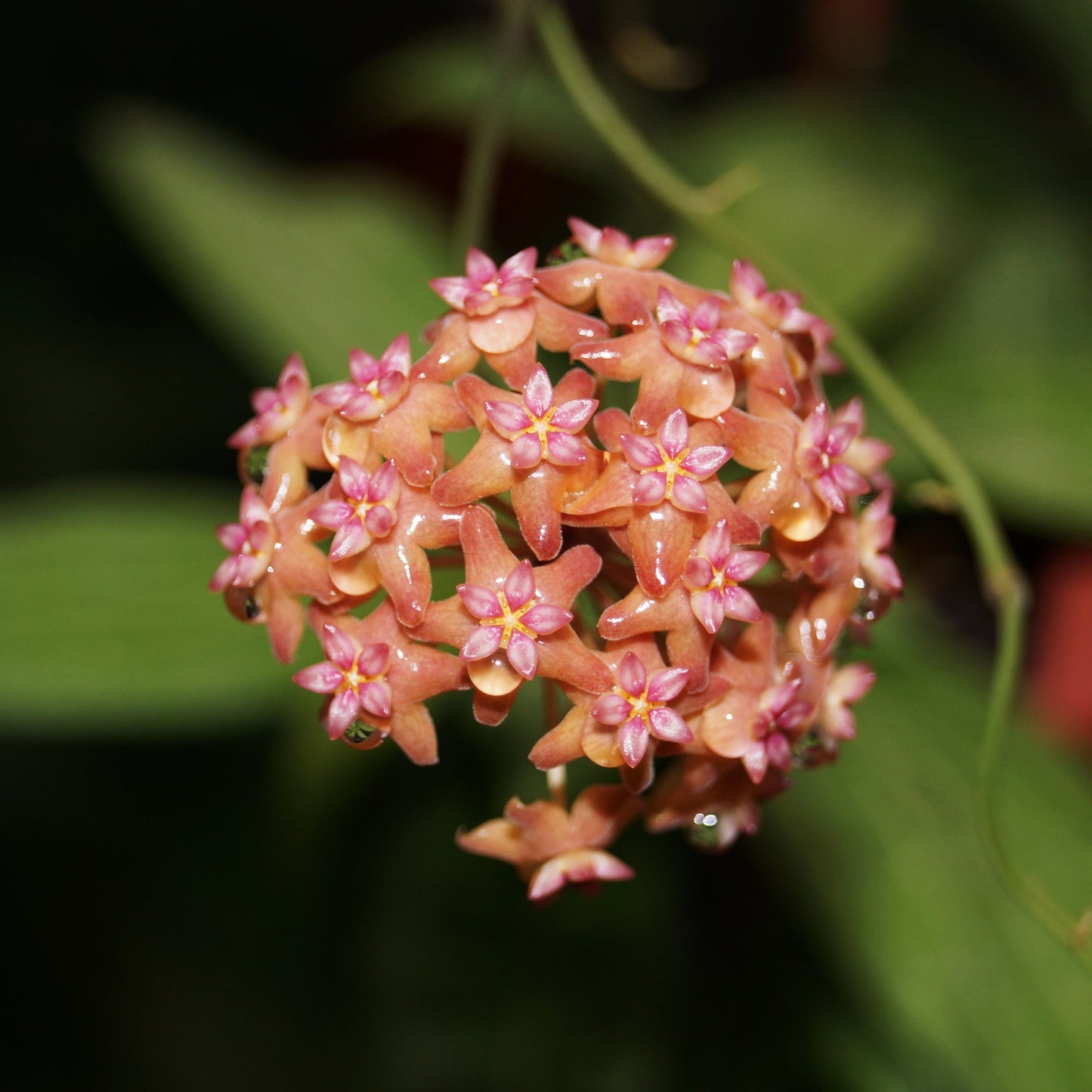 Hoya Fitchii