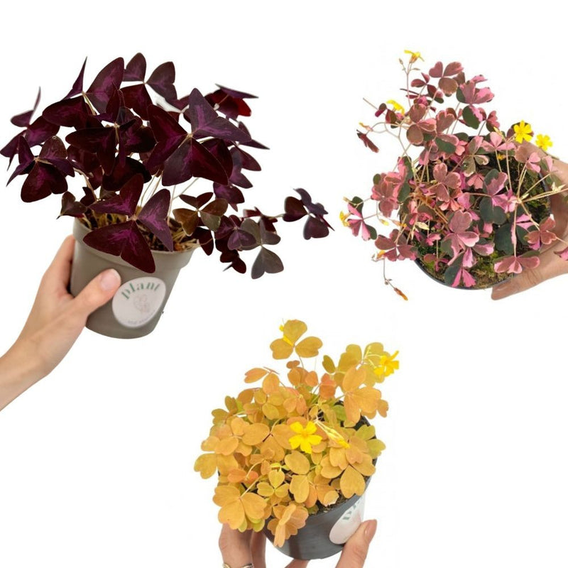 Oxalis Trio | Oxalis Triangularis - Oxalis Plum Crazy - Oxalis Sunset Velvet
