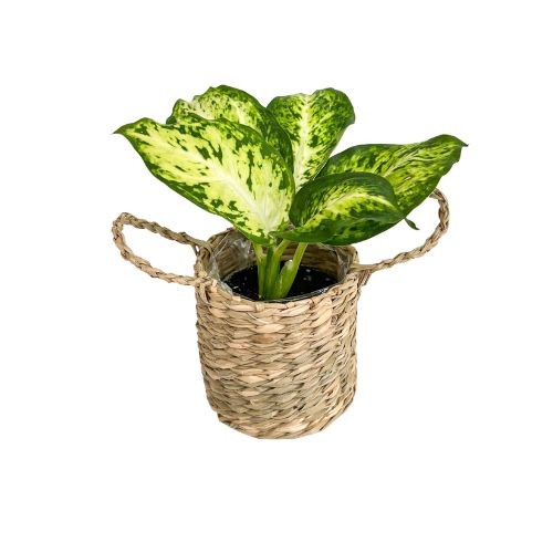 Une petite plante verte aux feuilles panachées, avec des taches jaunes claires, dans un mini cache-pot osier clair