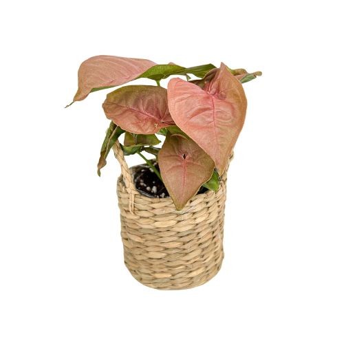 Plante syngonium aux feuilles rose pâle dans un mini cache-pot osier tressé naturel avec petites anses