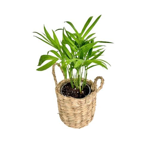 Un mini cache-pot osier clair tressé en forme de panier avec des anses, contenant une plante verte