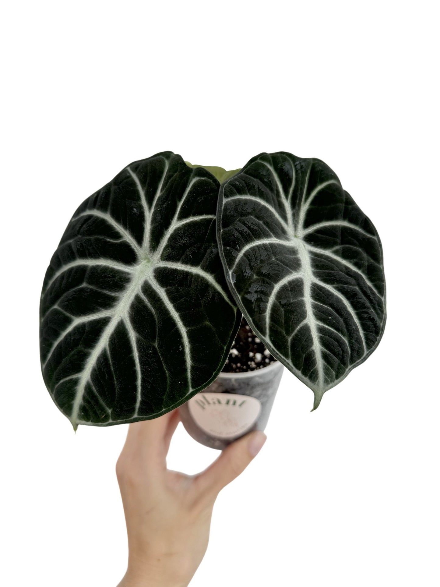 Alocasia Black Ninja