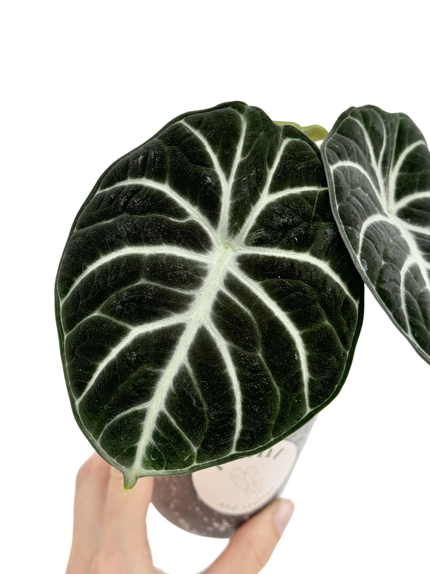 Alocasia Black Ninja