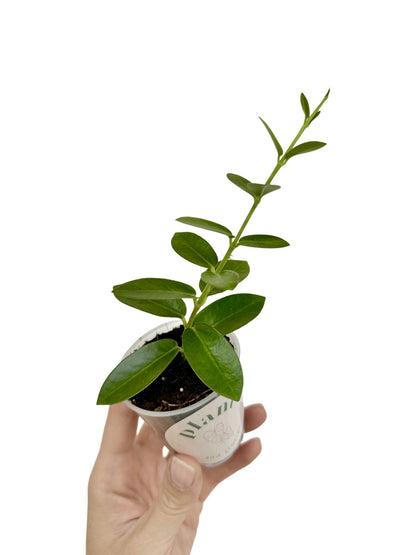 Hoya Cumingiana