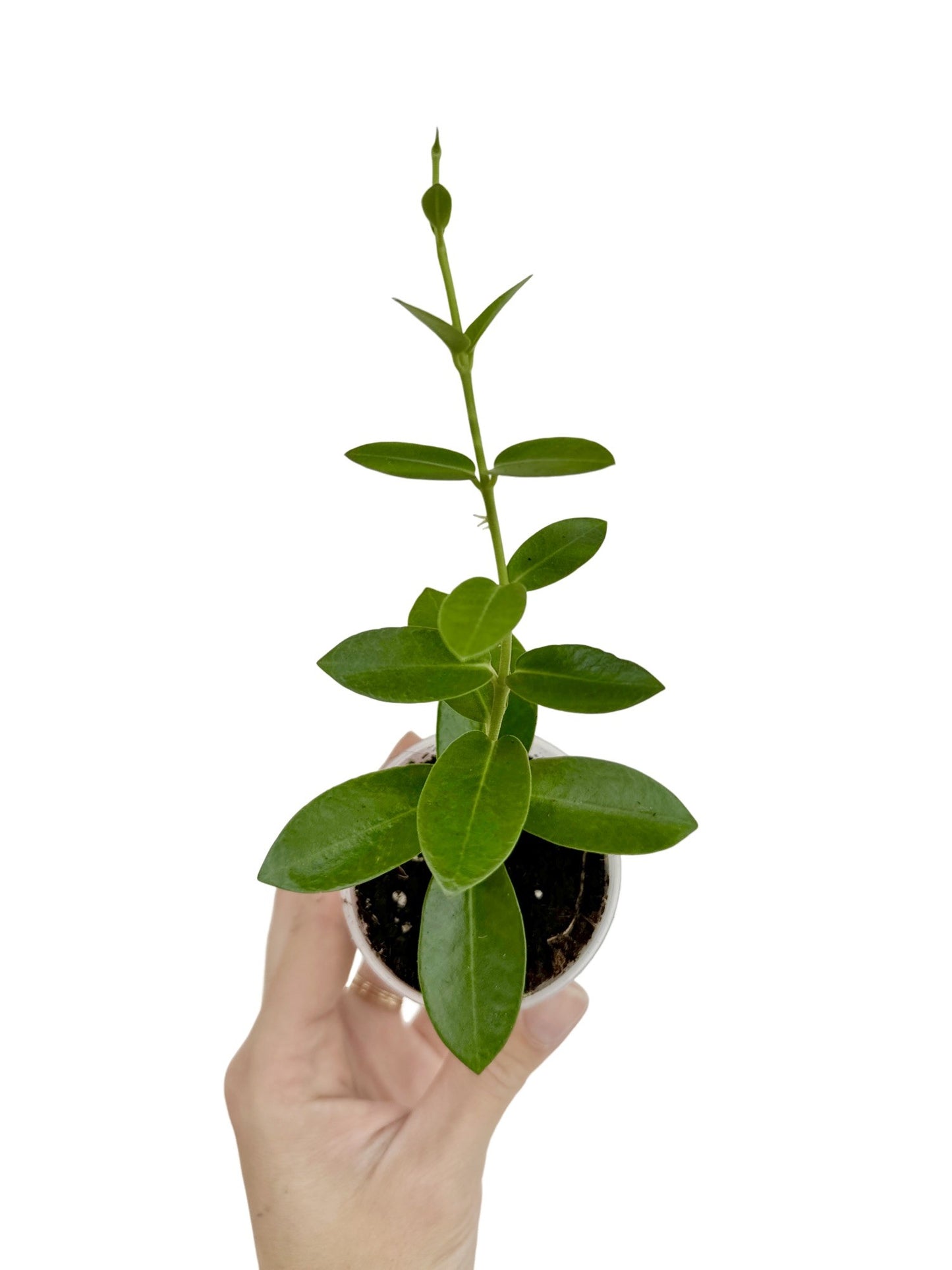Hoya Cumingiana