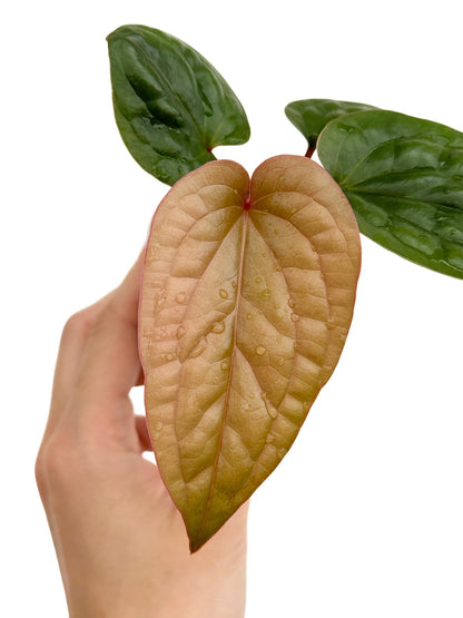 Anthurium Radicans x Luxurians