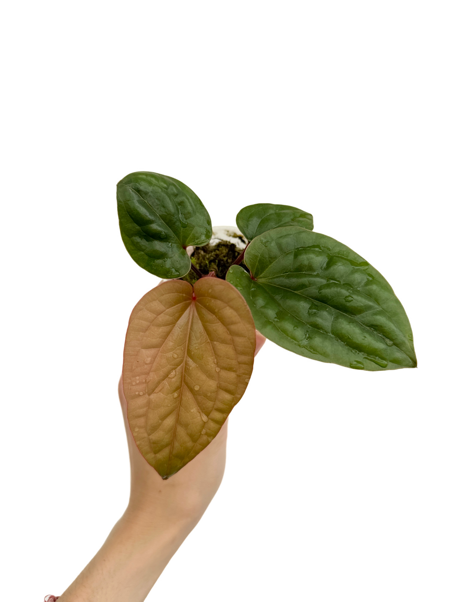 Anthurium Radicans x Luxurians