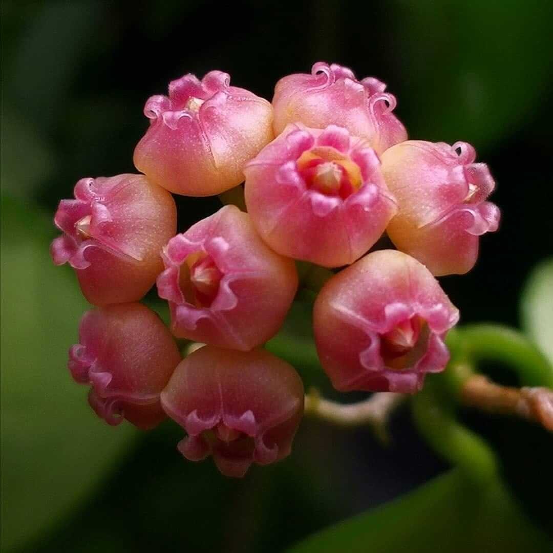 Gros plan sur une grappe de fleurs de Hoya Heuschkeliana variegata rose pâle et corolles évasées