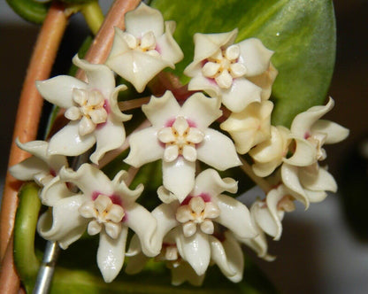 Hoya Australis Lisa