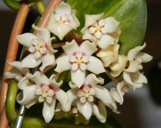 Grappe de fleurs de Hoya Australis Lisa, aux pétales blancs et au centre rose pâle, sur fond de feuilles vertes
