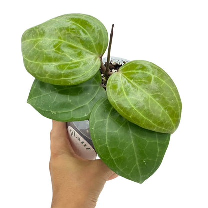 Hoya Sarawak Cream