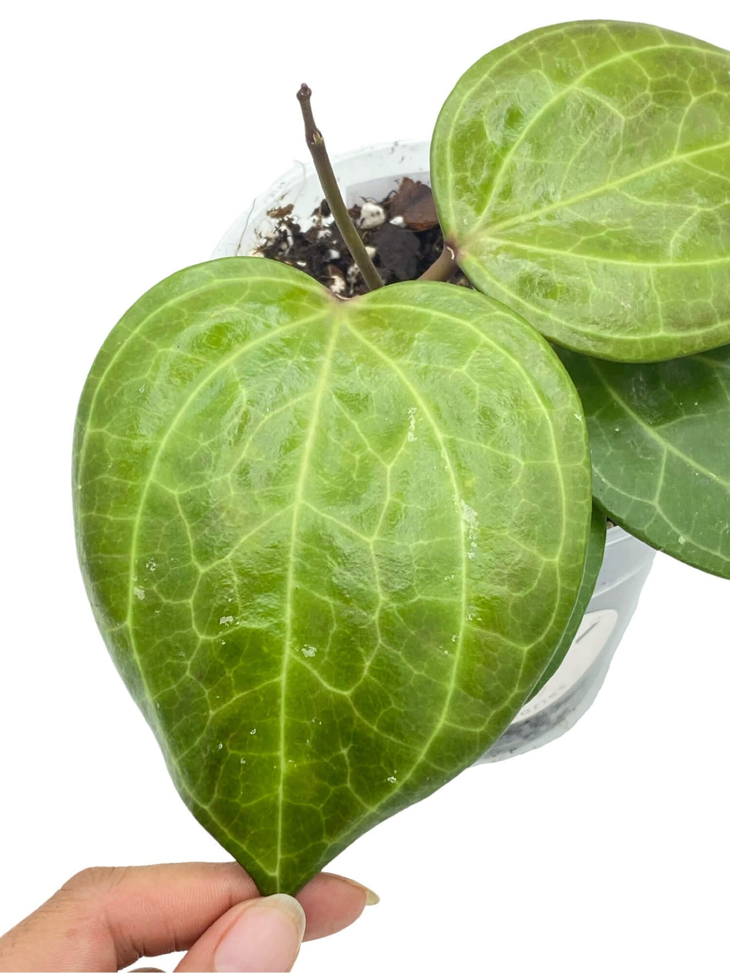 Hoya Sarawak Cream