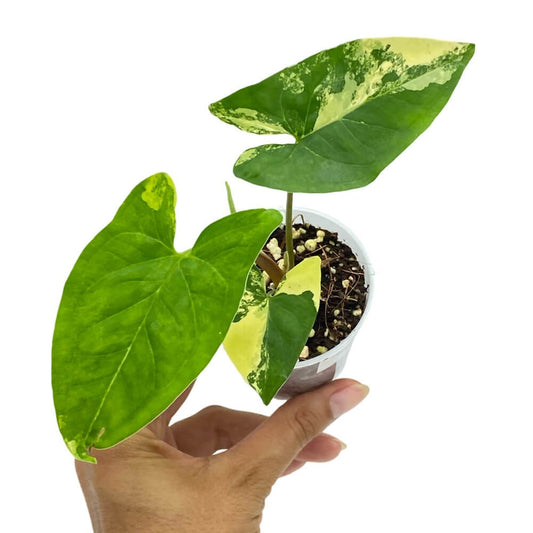 Syngonium Aurea, plante tropicale avec un feuillage panaché vert et jaune crème, en pot de culture blanc