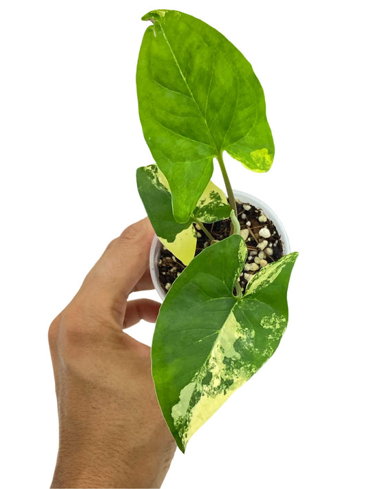 Syngonium Aurea avec son feuillage panaché de vert et de jaune, dans un pot de culture transparent