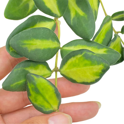 Hoya Burtoniae Variegata DS70