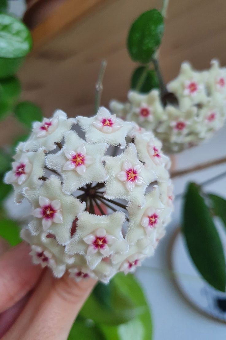 Hoya Mathilde Splash