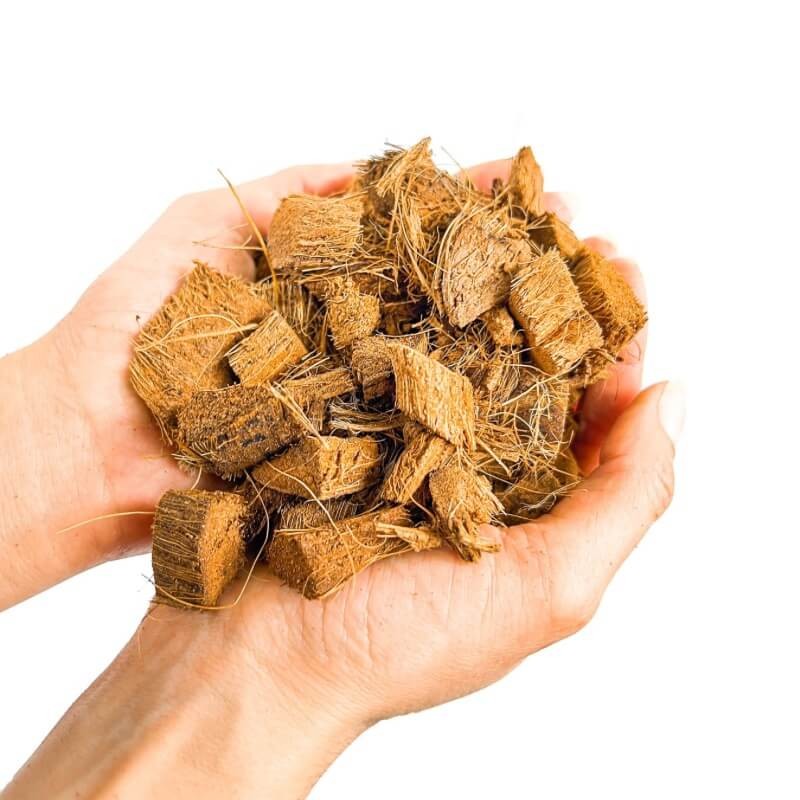 Mains ouvertes remplies de terreau coco compressé et d'éclats de fibres de coco brutes, sur fond blanc lumineux
