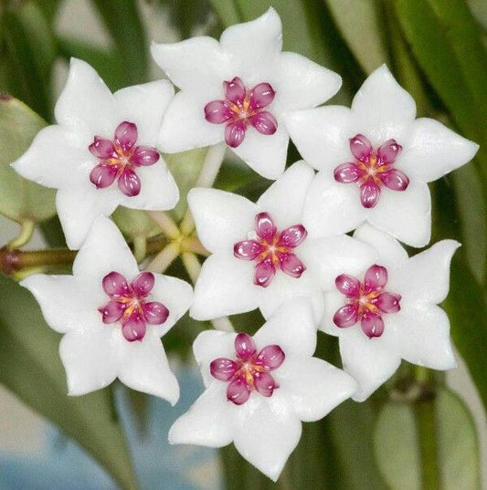 Grappe de sept fleurs d'Hoya Bella Variegata aux pétales blancs et au cœur étoilé rose vif et jaune