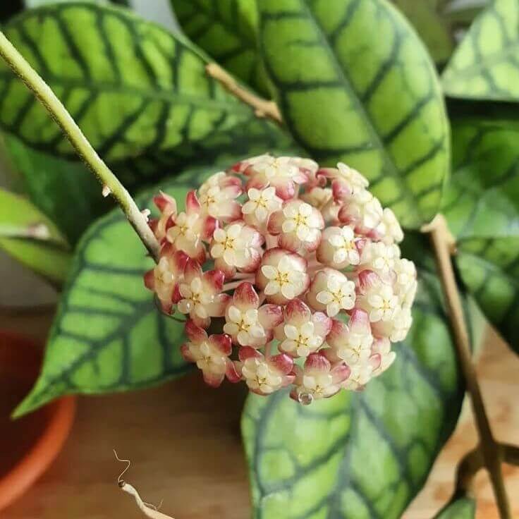 Grappe de fleurs de Hoya Callistophylla aux pétales blancs et corolles roses, sur fond de feuilles veinées