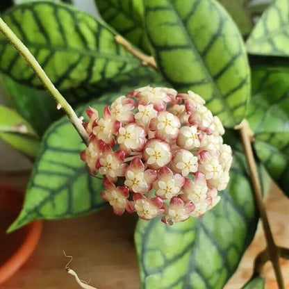Hoya Callistophylla - plantandstories