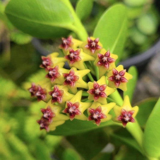 Hoya Cumingiana
