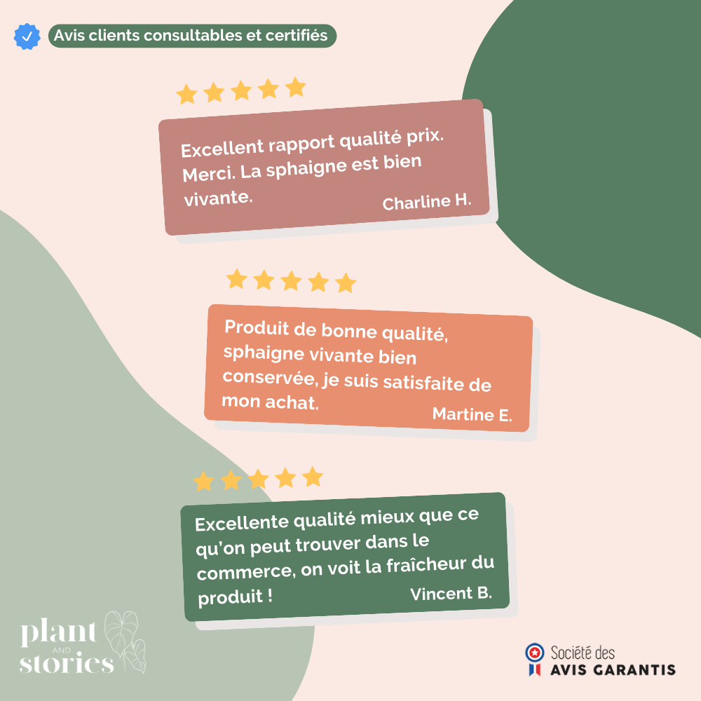 Sphaigne vivante - Sphaigne pour plante - Mousse de sphaigne - Sphaigne vivante pour plante