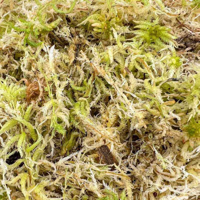 Live Sphagnum Moss Grower Pack - Sphagnum moss for plants - Sphagnum moss