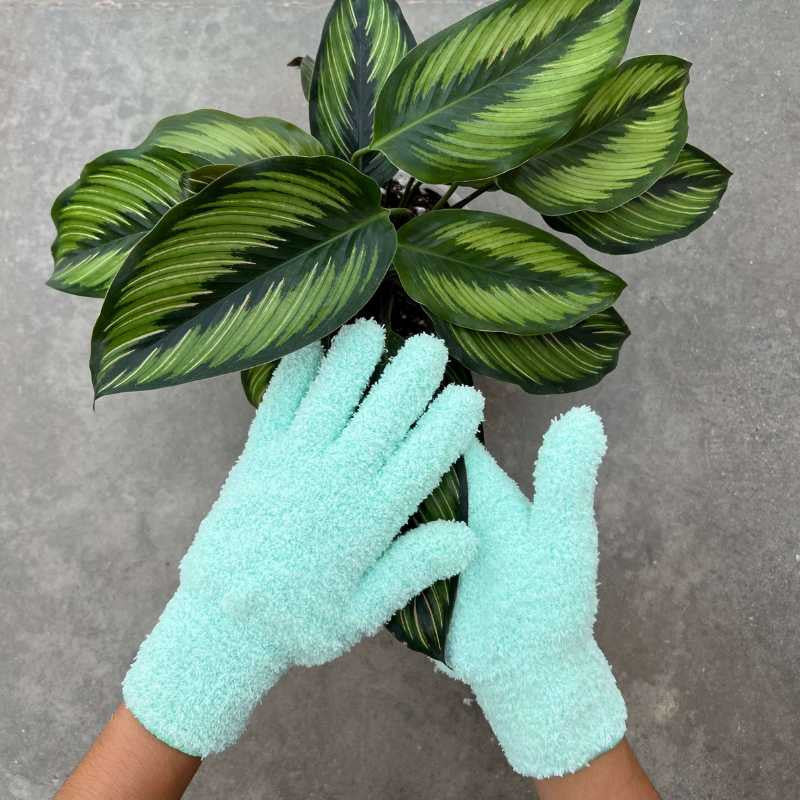 Gants de nettoyage anti-calcaire en matière douce vert d'eau essuyant les grandes feuilles d'une plante Calathea