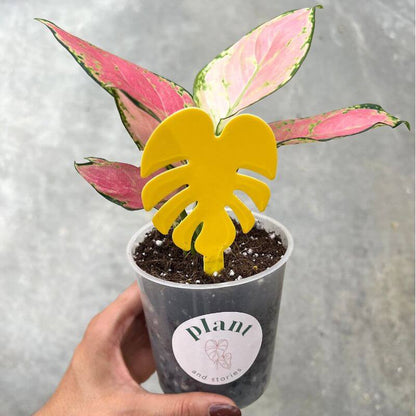 Pièges Jaunes Englués Anti-Mouche de Terreau - Sciarides - Double Face