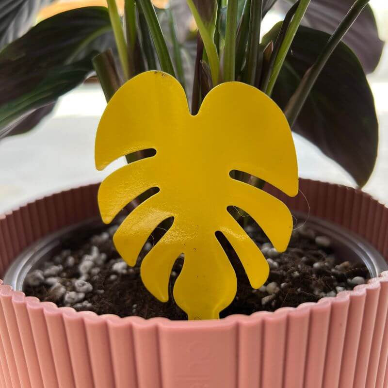 Pièges Jaunes Englués Anti-Mouche de Terreau - Sciarides - Double Face