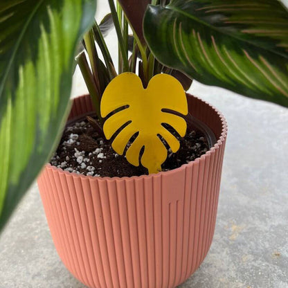 Pièges Jaunes Englués Anti-Mouche de Terreau - Sciarides - Double Face