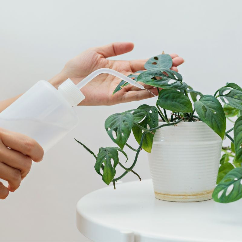 Une bouteille souple blanche, utilisée comme pipette-poire d'arrosage, hydrate délicatement une plante verte en pot