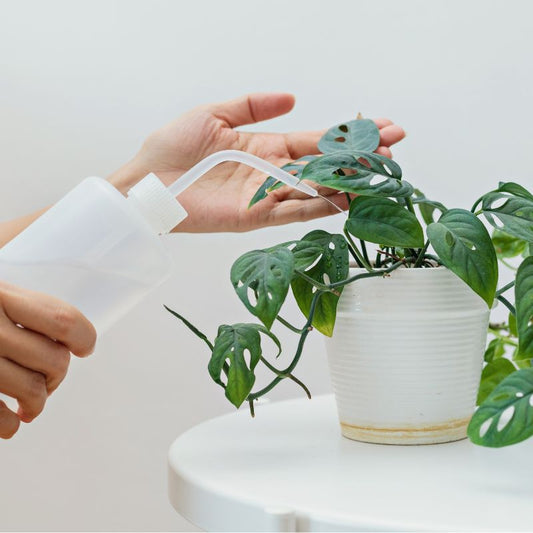 Pipette-poire d'arrosage graduée, poire d'arrosage de précision