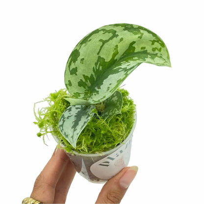 Scindapsus Silver Lady