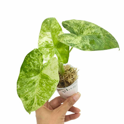 Alocasia Odora Batik Variegata