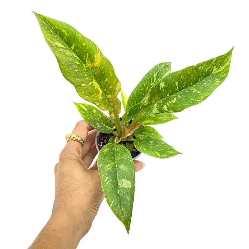Philodendron Ring of fire