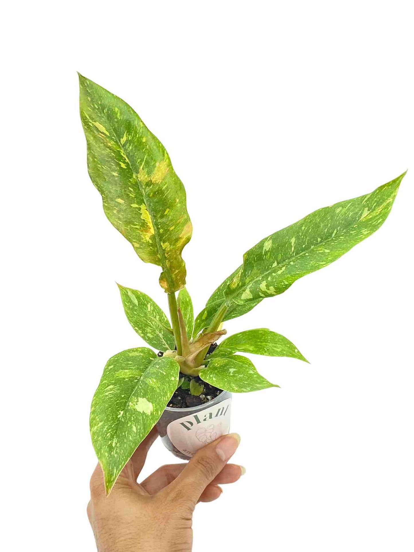 Philodendron Ring of fire - plantandstories