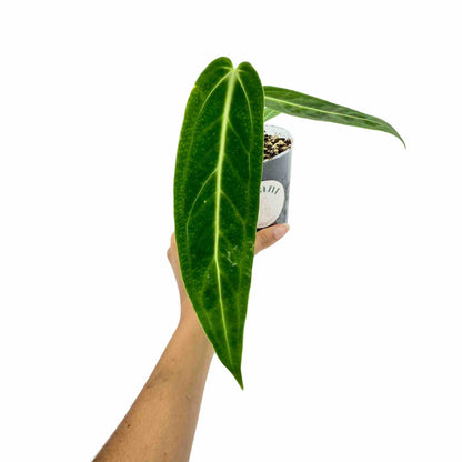 Anthurium Warocqueanum