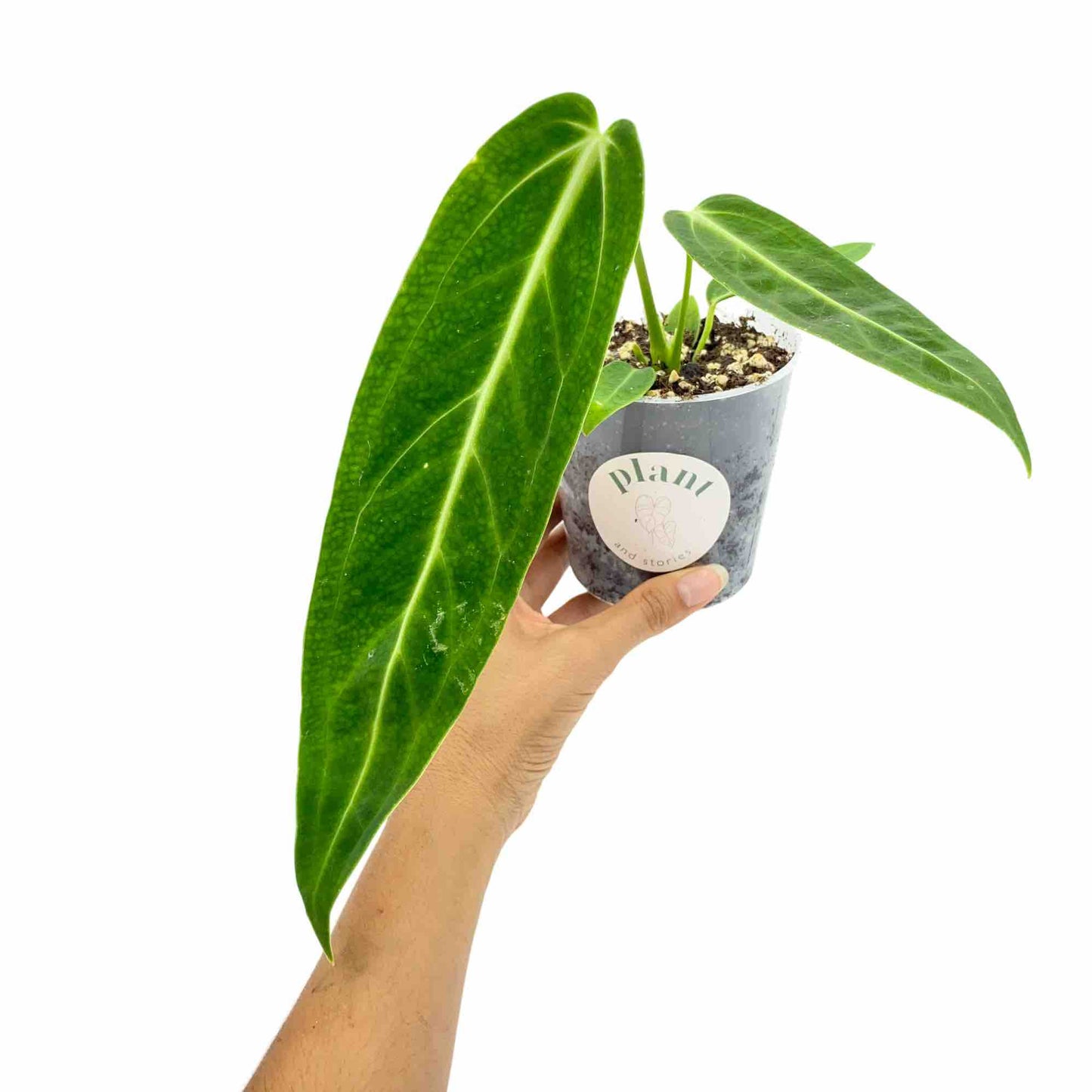 Anthurium Warocqueanum - plantandstories
