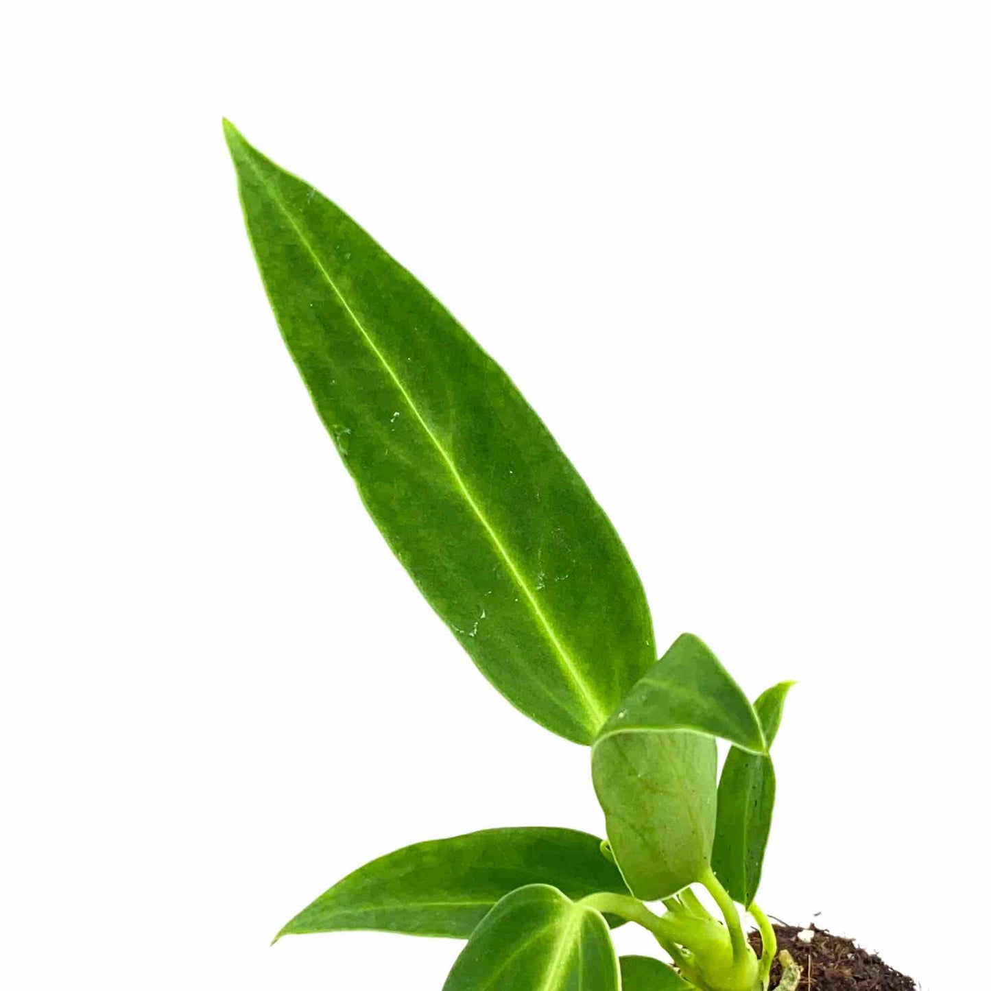 Anthurium Warocqueanum - plantandstories
