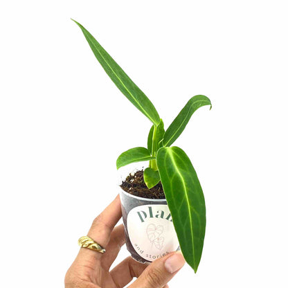 Anthurium Warocqueanum