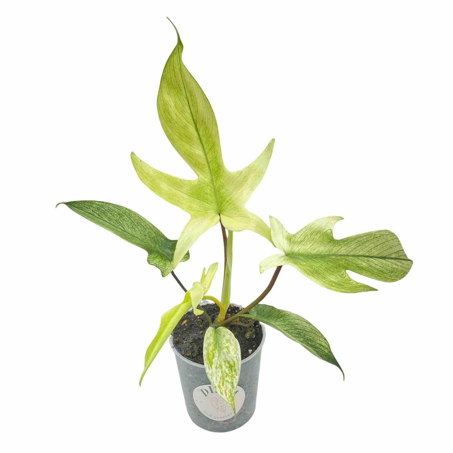 Jeune Philodendron Florida Ghost dans un pot transparent, montrant de grandes feuilles lobées aux nuances vertes variées
