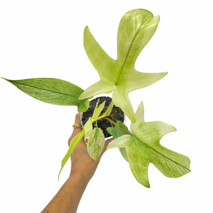 Philodendron Florida Ghost en pot, feuilles trilobées aux tons verts, panachées de blanc crème et de vert pâle