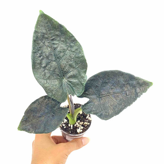 Jeune Alocasia Antoro Velvet avec trois feuilles d'un vert très sombre aux nervures bien marquees, dans un petit pot transparent