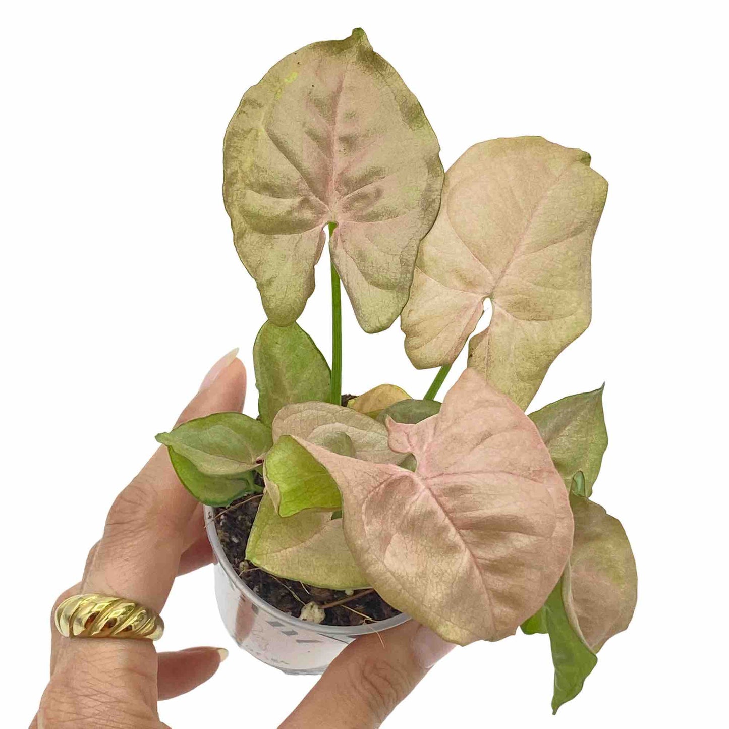 Syngonium Neon Robusta