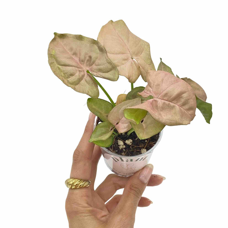 Syngonium Neon Robusta